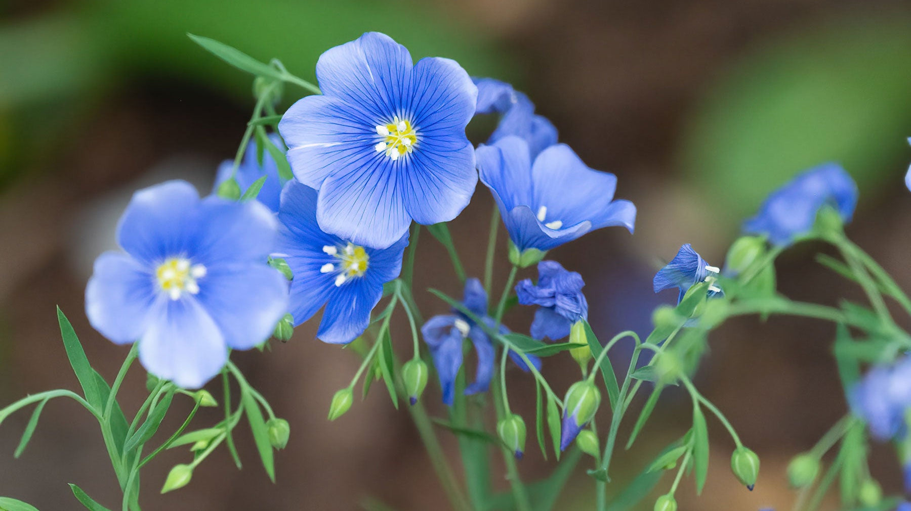 What Is Flax Linen? Luxmii